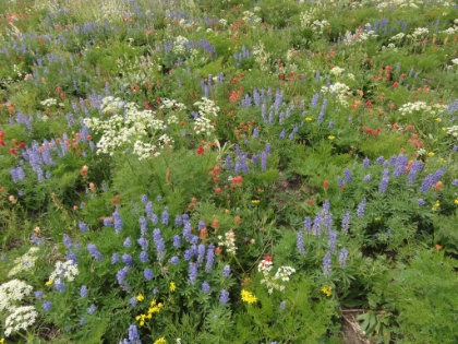 I always hear about "wildflower season", but wildflowers in California just don't compare to this. There aren't just patches of them, there are huge meadows of them. And they come in very patrotic colors too!